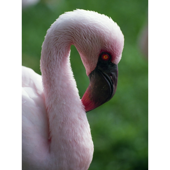 Lesser Flamingo Poster Print Image 2