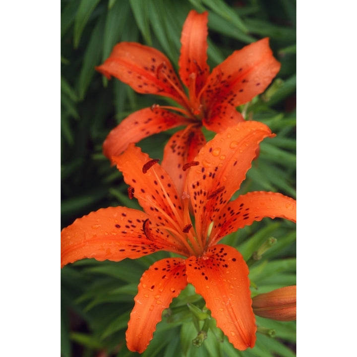 Orange Day Lilies Poster Print Image 2