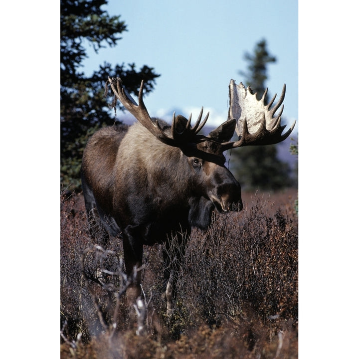 Bull Moose Poster Print Image 1