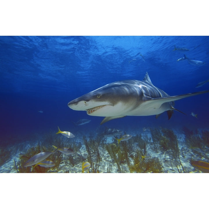 Lemon Shark Poster Print Image 1