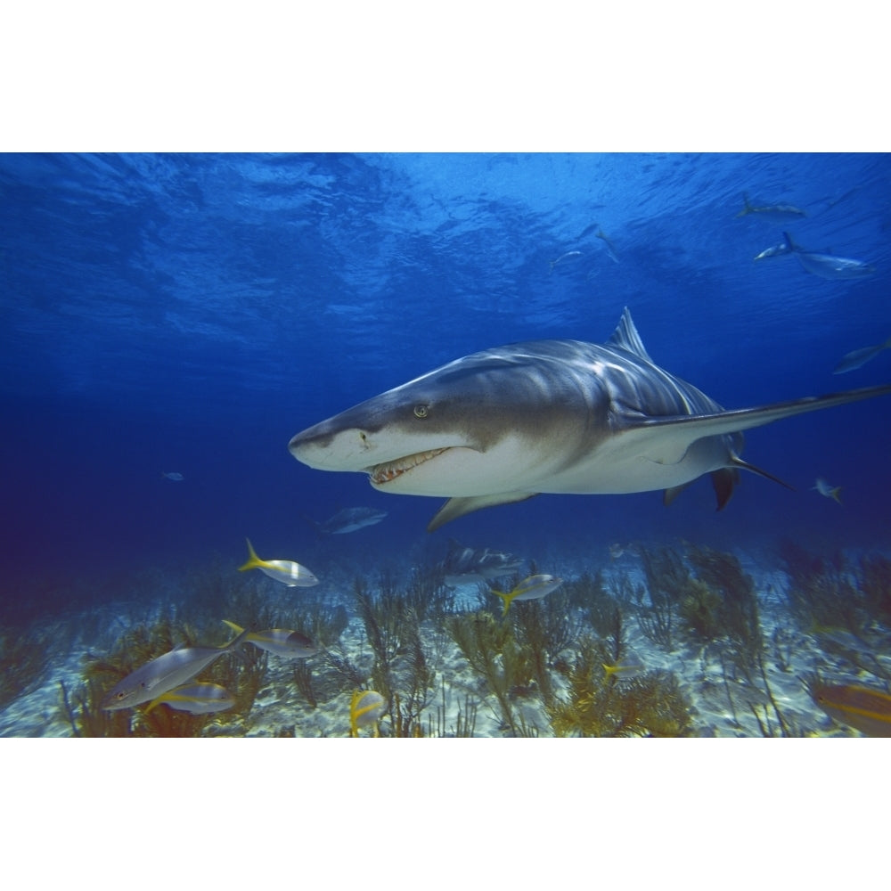 Lemon Shark Poster Print Image 2