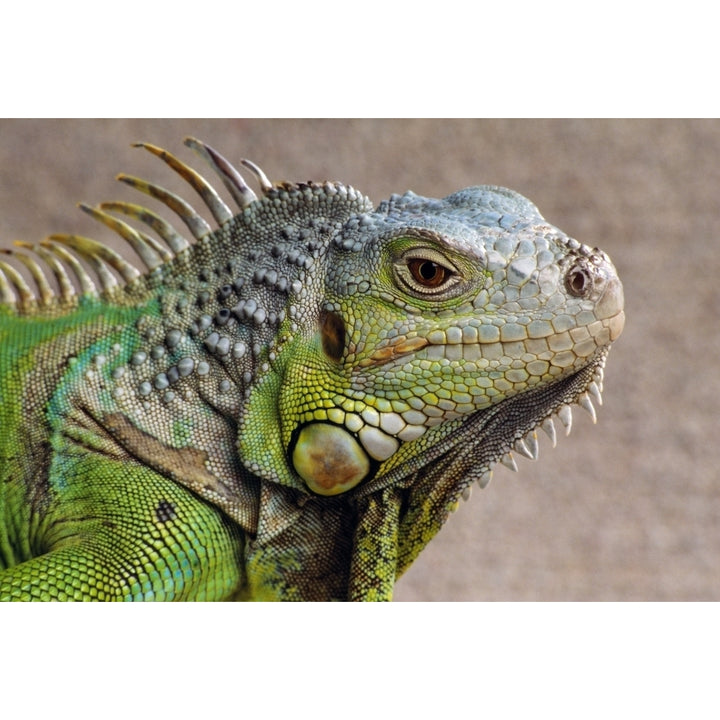 Iguana Profile Poster Print Image 1