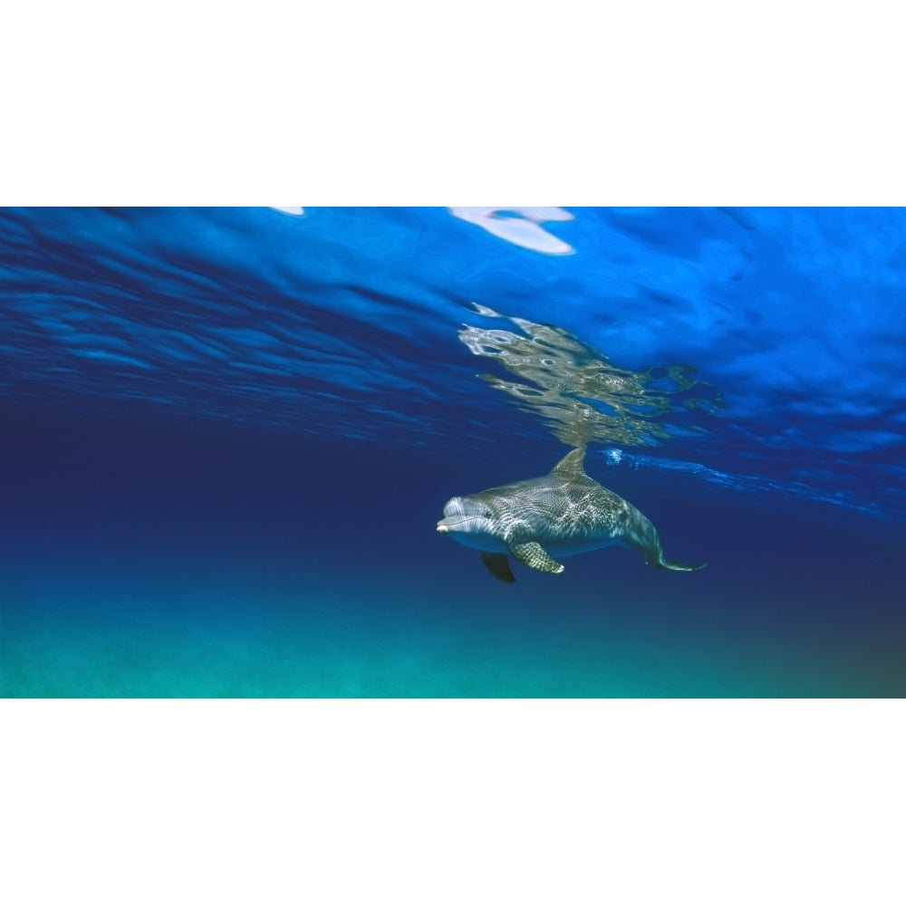 Bottlenose Dolphin Poster Print Image 1