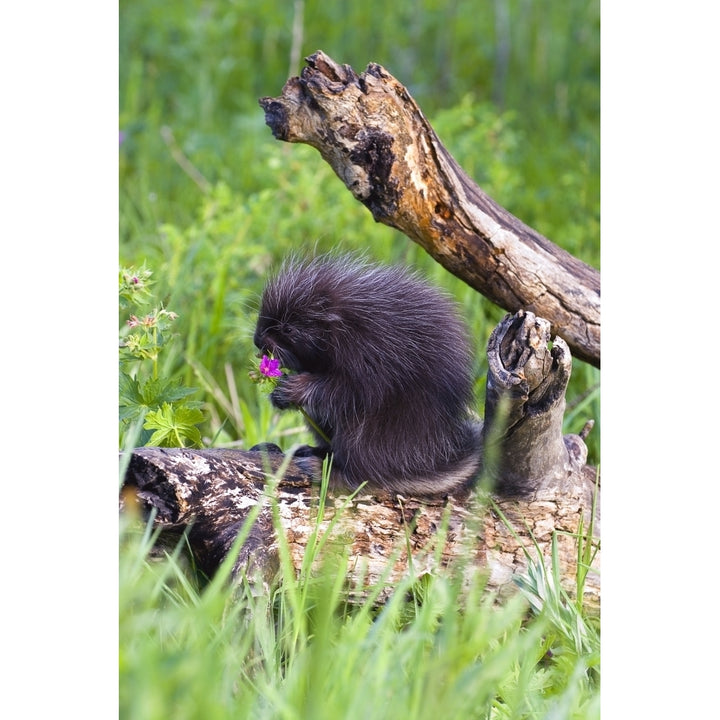 Porcupine Baby Eating Flower Poster Print Image 1