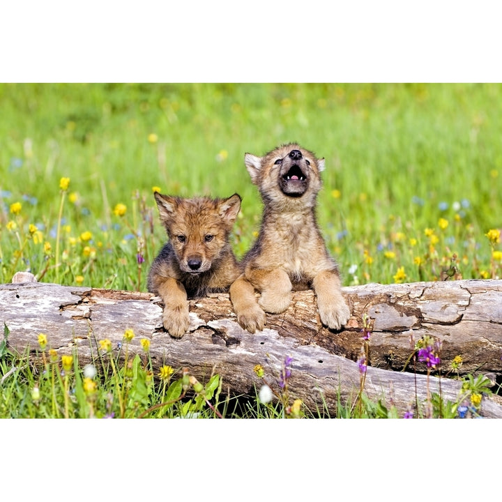 Wolf Cubs On Log Poster Print Image 2