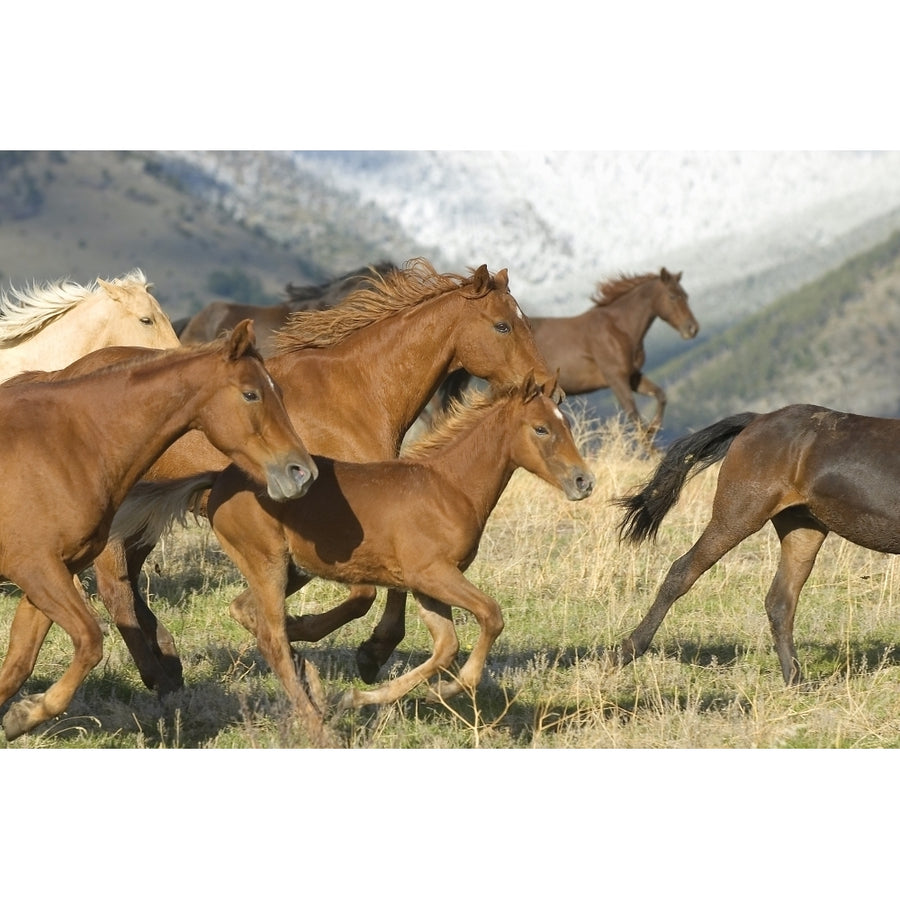 Horses Running Poster Print Image 1