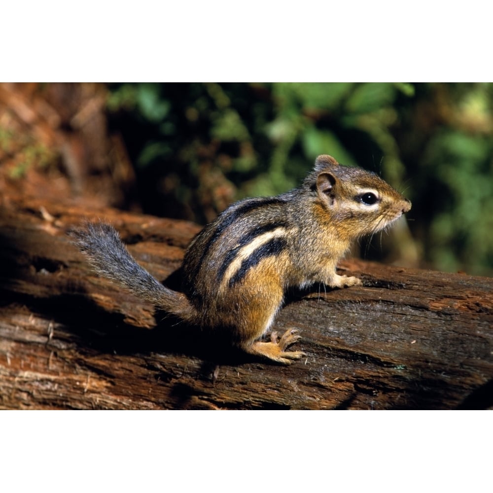 Chipmunk On A Log Poster Print Image 1