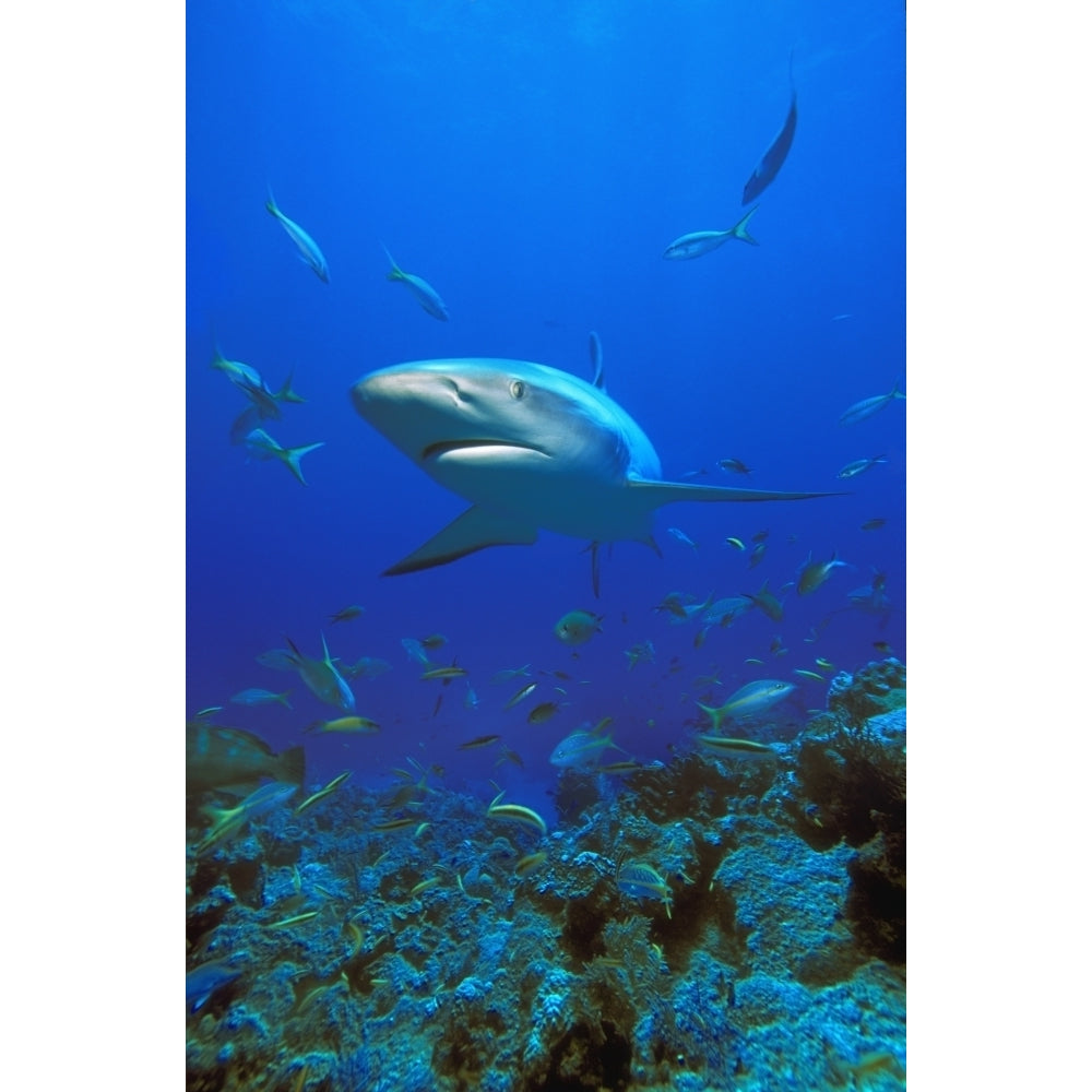 Caribbean Reef Shark Poster Print Image 2