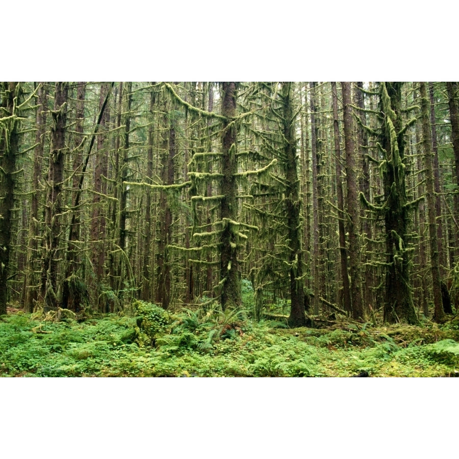 Old Growth Forest In The Hoh Rain Forest At Olympic National Park Washington United States Of America Print Image 1