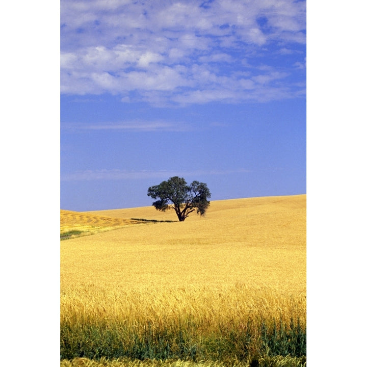 Oak Tree In Wheat Field Poster Print Image 1