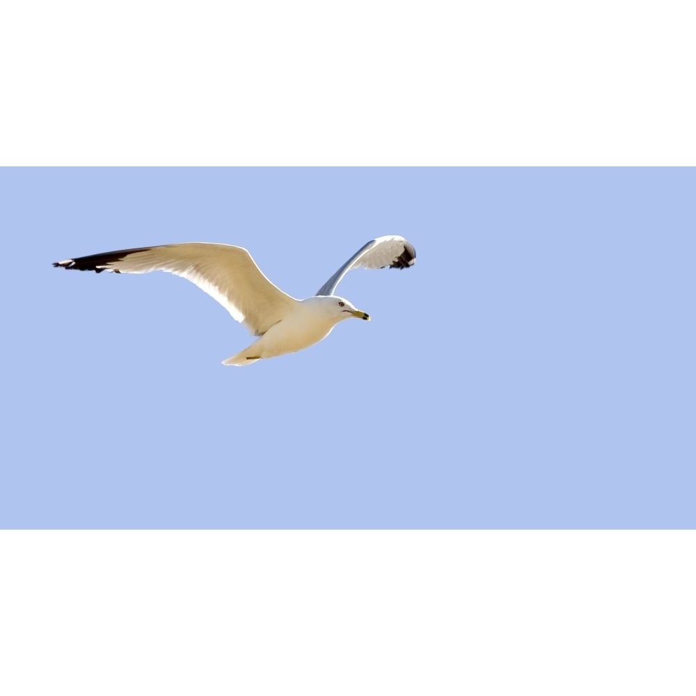 Seagull In Flight Poster Print Image 2