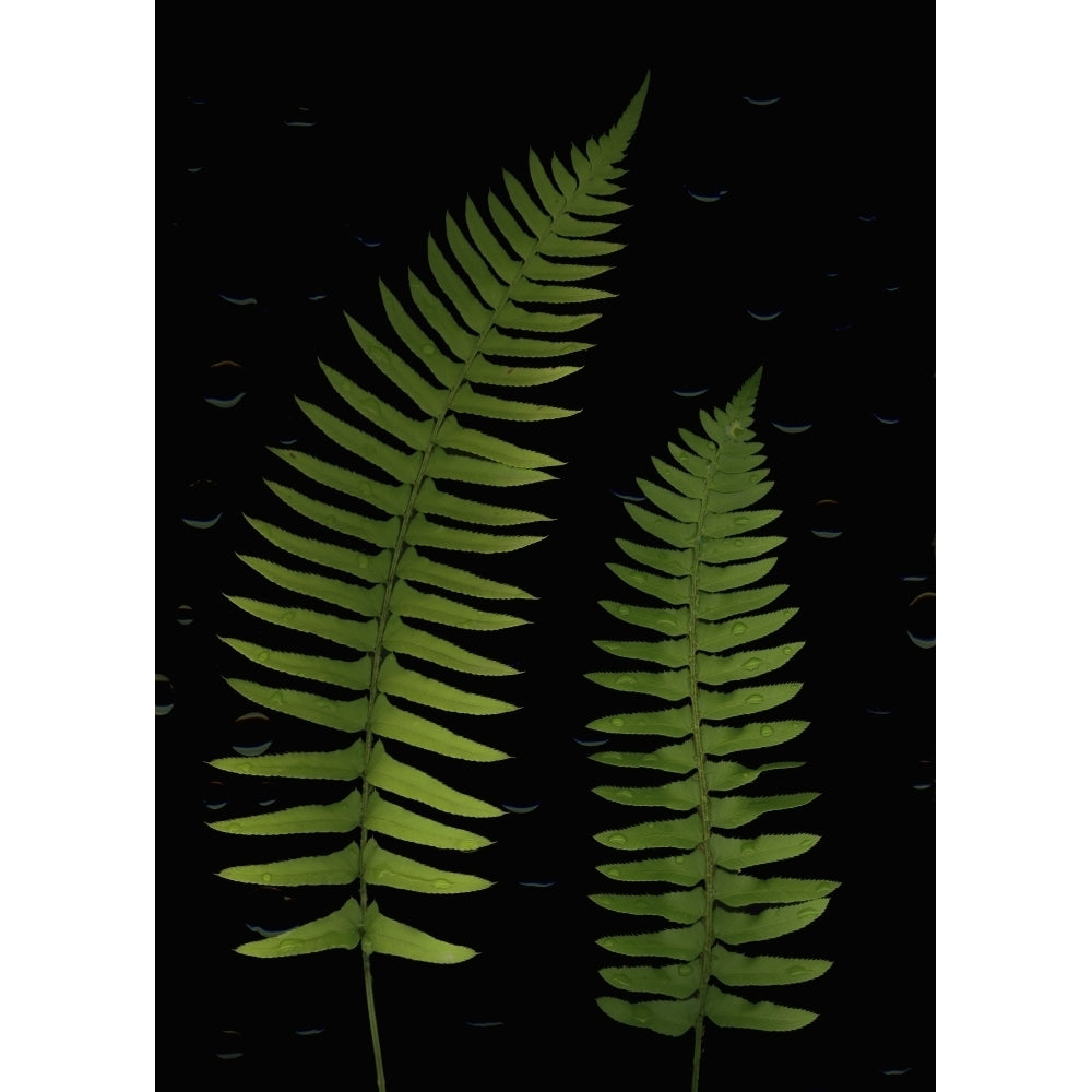 Fern Leaves With Water Droplets Poster Print Image 1