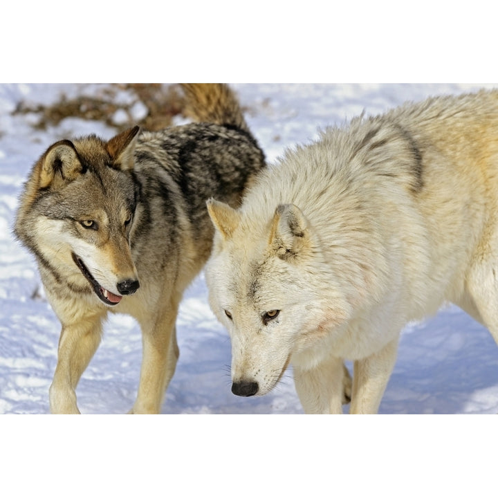 Members Of Wolf Pack Poster Print Image 1