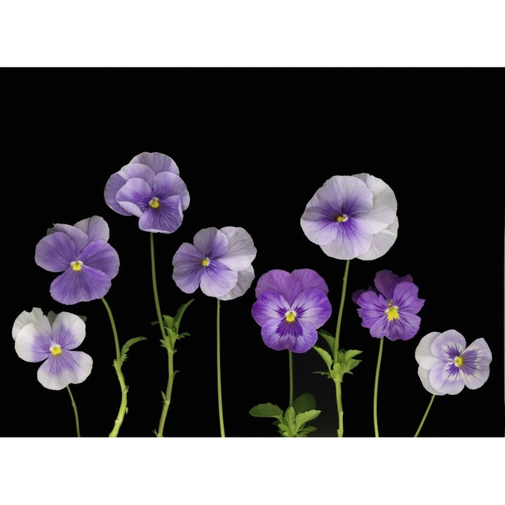 Pansies Poster Print Image 1