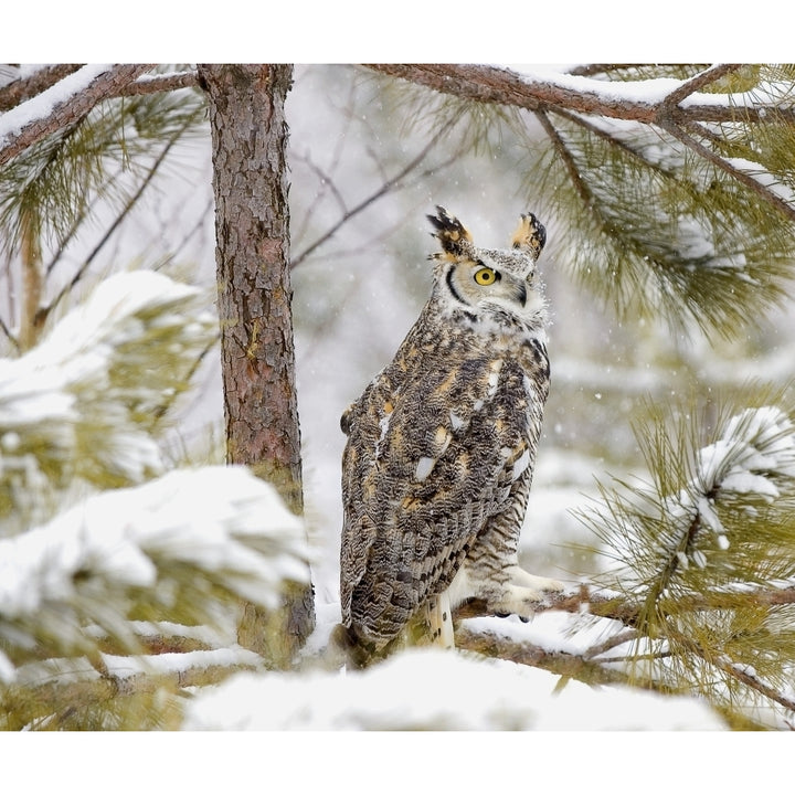 Long Eared Owl Poster Print Image 1