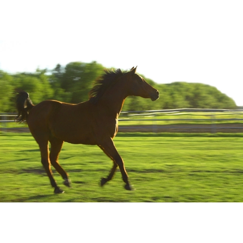 Horse Galloping Poster Print Image 2