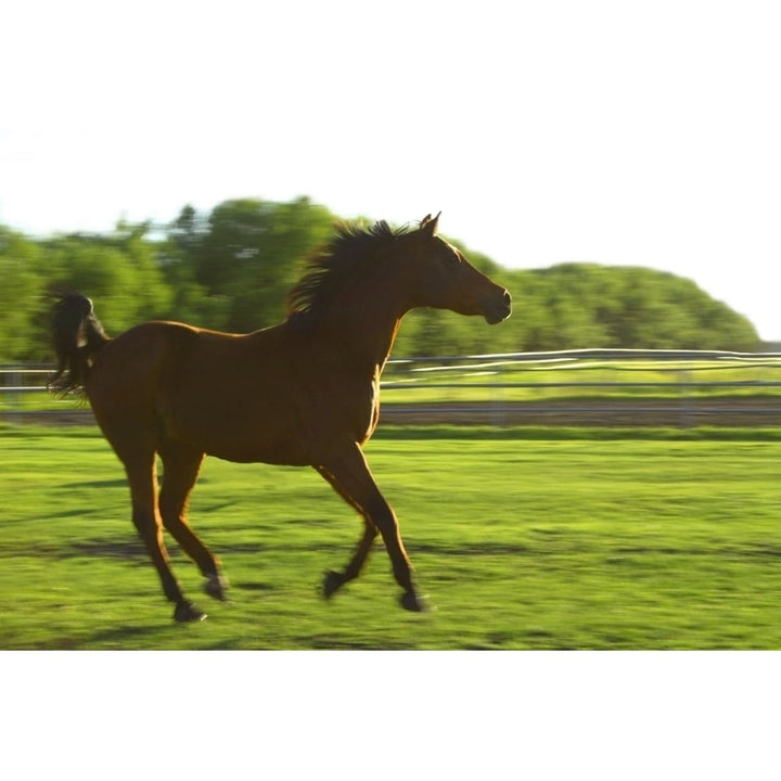 Horse Galloping Poster Print Image 1