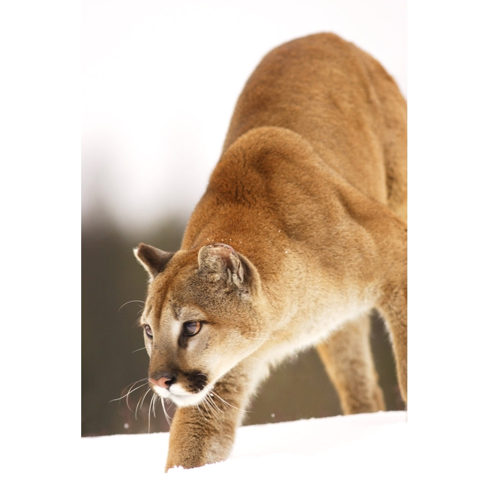 Cougar Hunting Poster Print Image 1