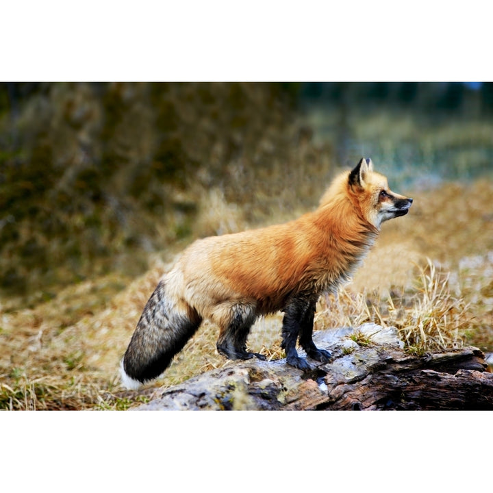 Red Fox On Rocks Poster Print Image 1