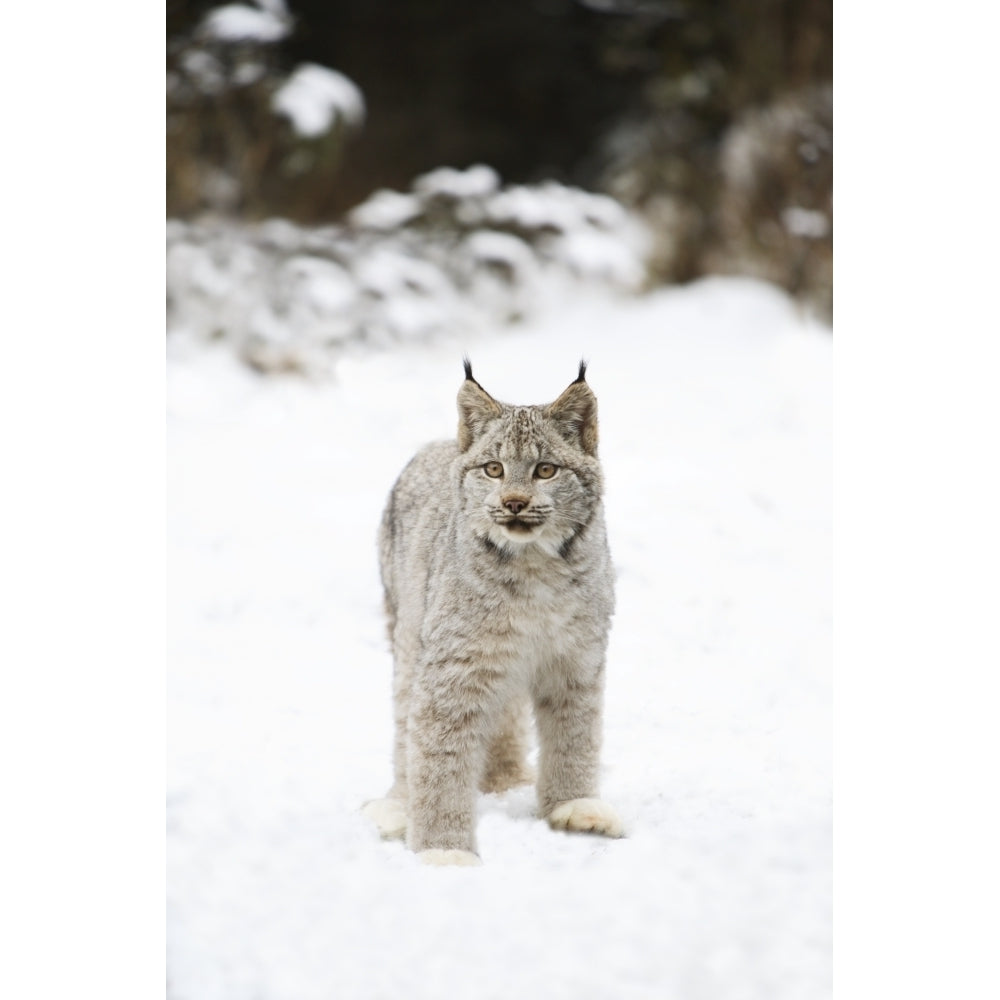 Wild Lynx Poster Print Image 1