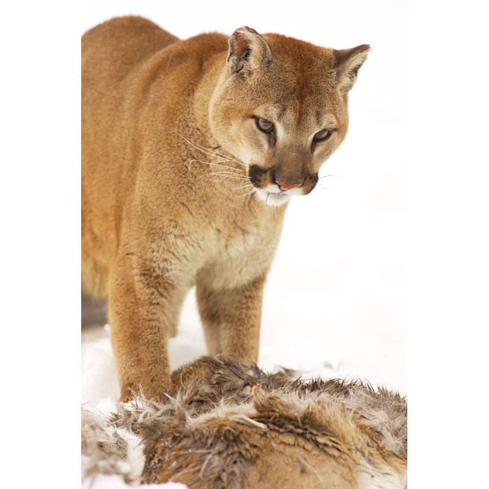 Cougar With Fallen Prey Poster Print Image 1