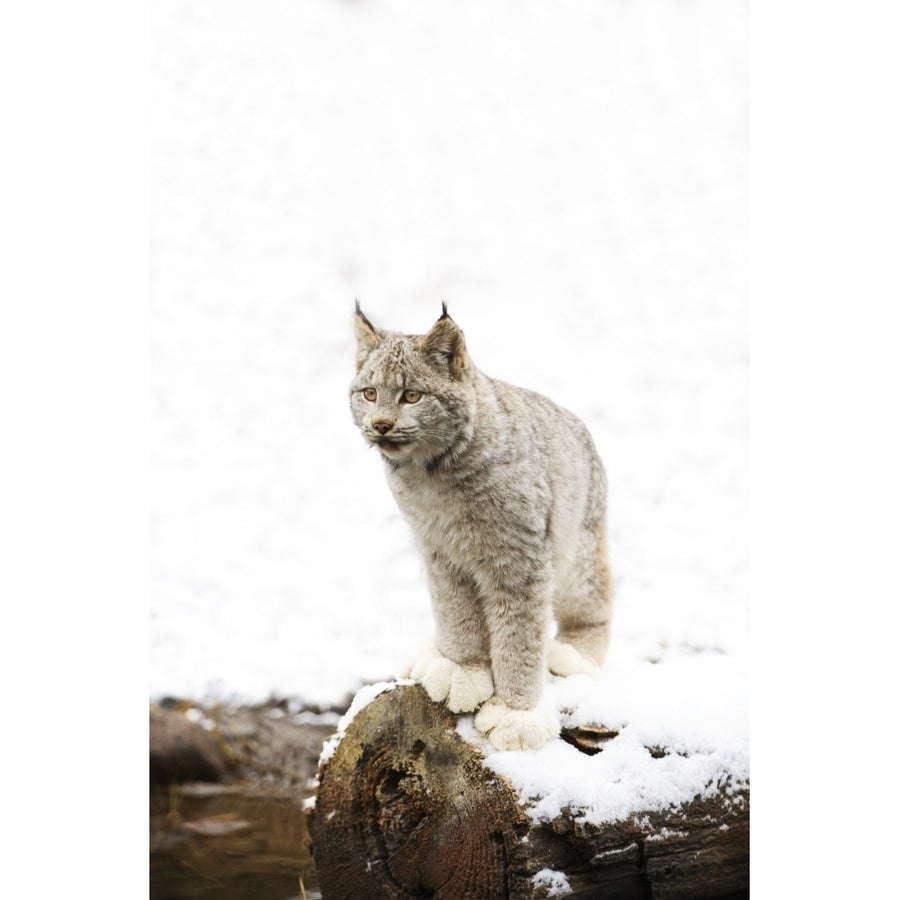 Canadian Lynx On Fallen Log Poster Print Image 1