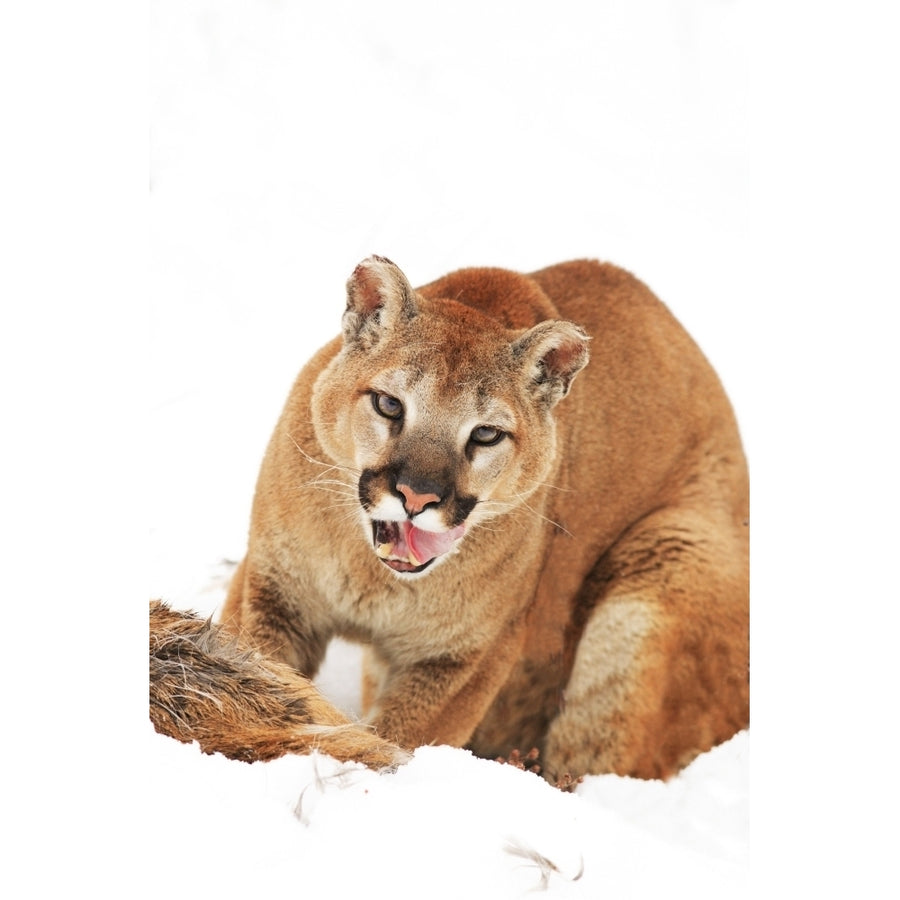 Cougar With Prey Poster Print Image 1