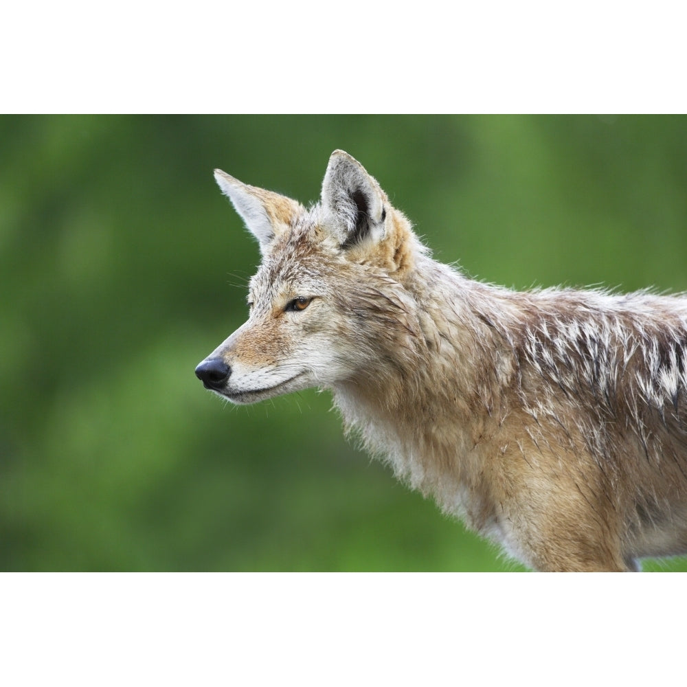 Coyote Poster Print Image 1