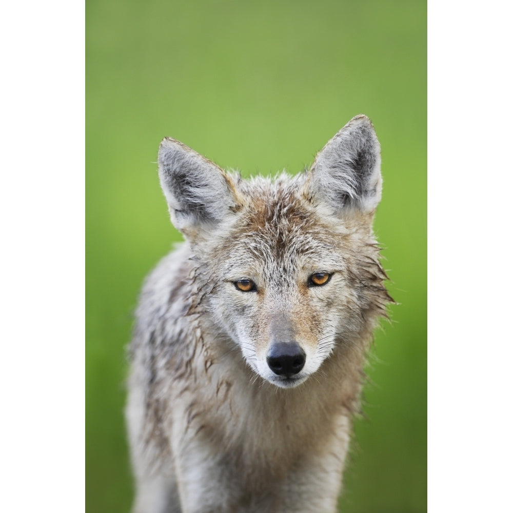 Coyote Poster Print Image 2
