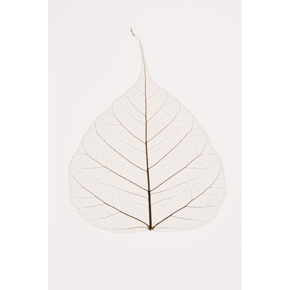 Transparent Leaf Poster Print Image 1