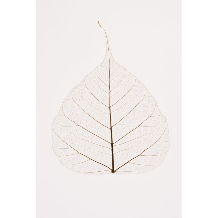 Transparent Leaf Poster Print Image 1