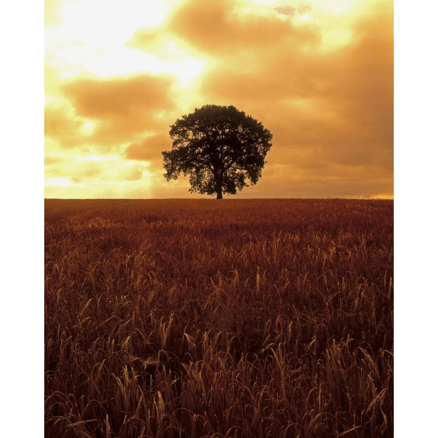 Oak Tree In A Barley Field Ireland Poster Print Image 1