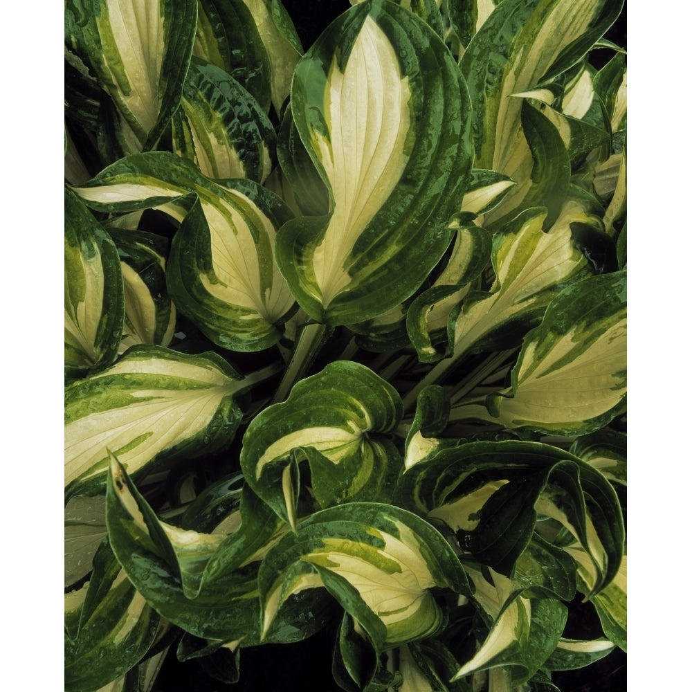 Hosta Undulata In Spring Ardcarrig Co Galway Ireland by The Irish Image Collection / Design Pics Image 1