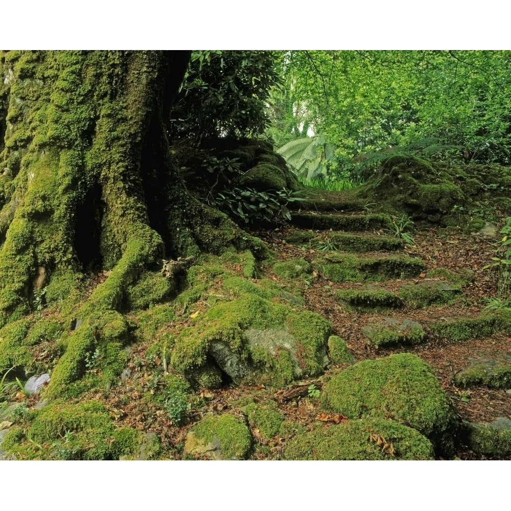 Steps In The Wild Garden Galnleam House Co Kerry Ireland Poster Print Image 1