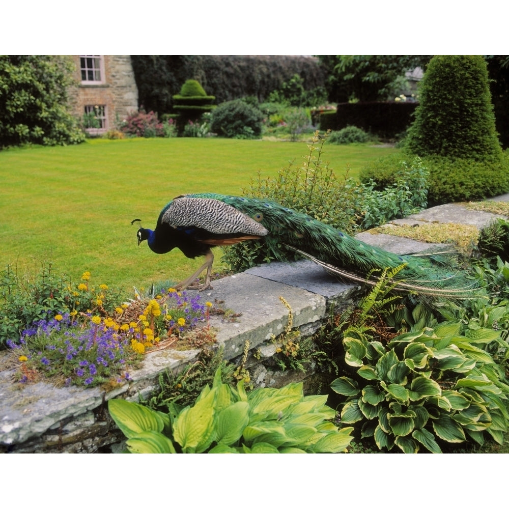 Peacock In Formal Garden Kilmokea Co Wexford Ireland Poster Print Image 2