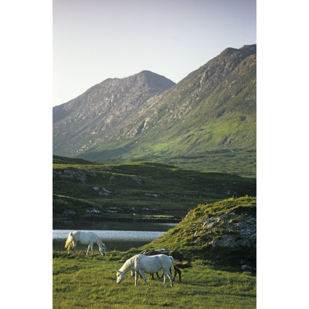 Horses Grazing On A Landscape County Kerry Republic Of Ireland Poster Print Image 2