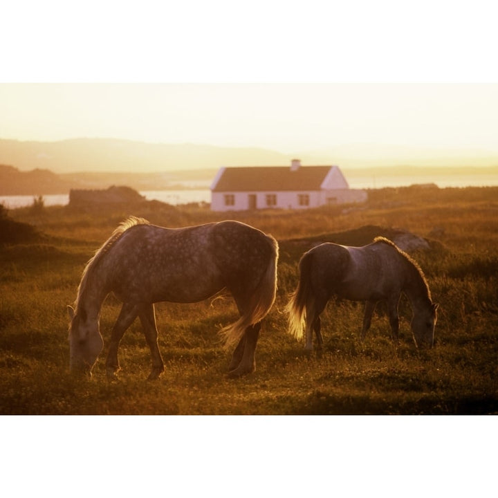 Ponies Grazing In A Field Connemara County Galway Republic Of Ireland Poster Print Image 1