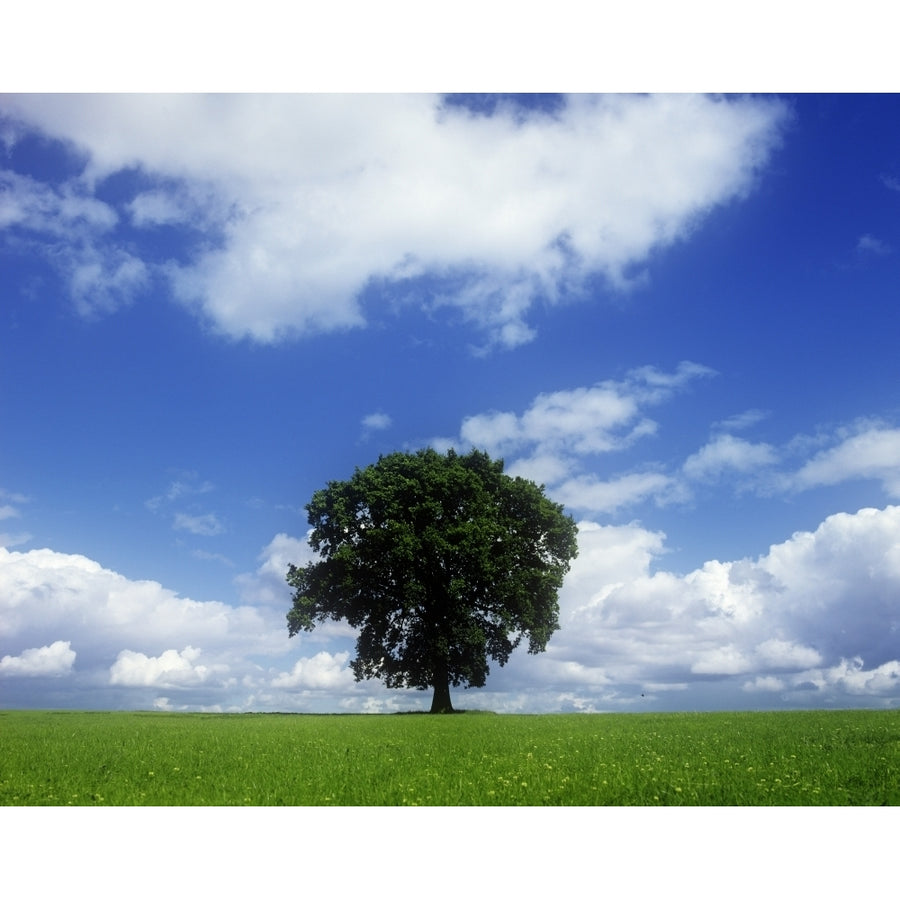 Oak Tree On A Landscape County Meath Republic Of Ireland Poster Print Image 1