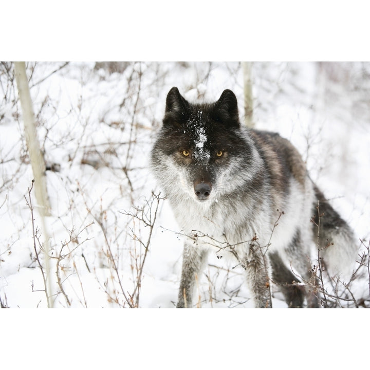 Wolf In The Snow Poster Print Image 1