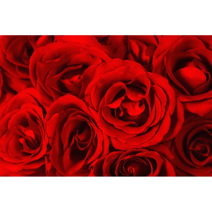 Close Up Of Red Roses Poster Print Image 1