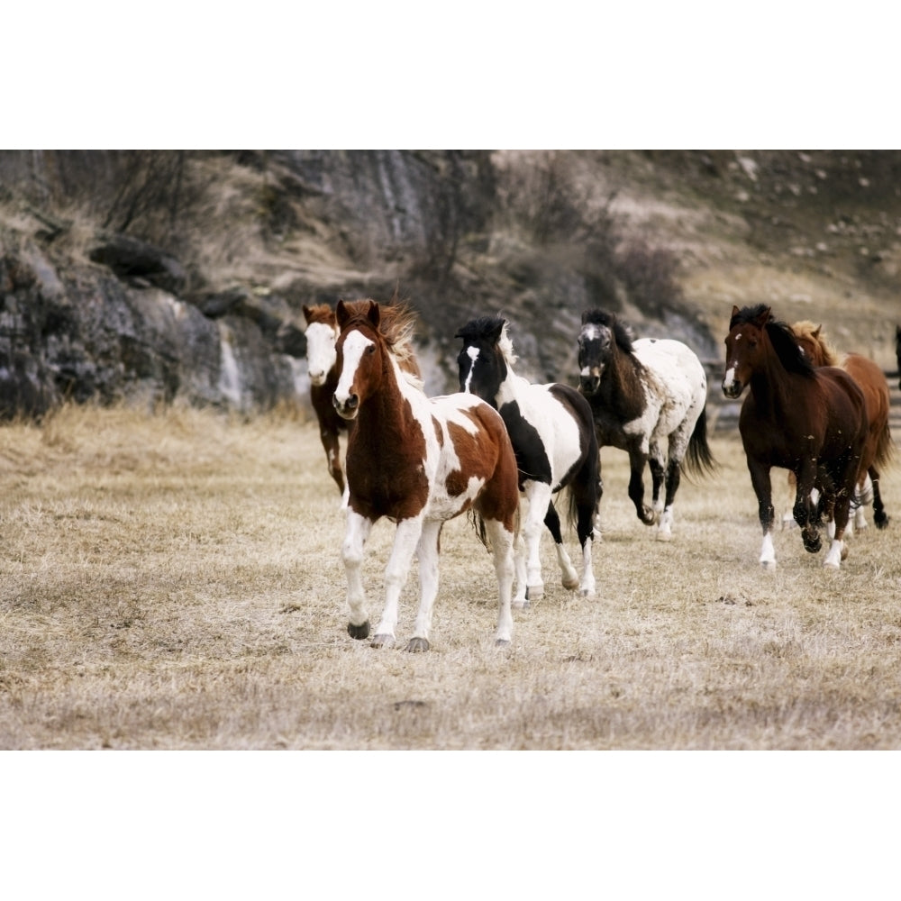 Horses Galloping In A Field Poster Print Image 1