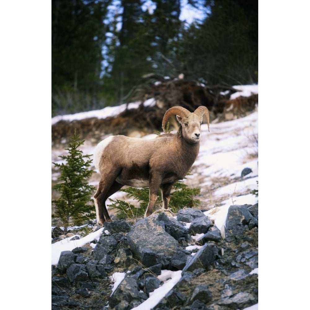 Bighorn Sheep Standing On Rocks Poster Print Image 1