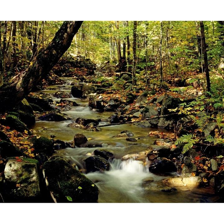 Babbling Brook Poster Print Image 2