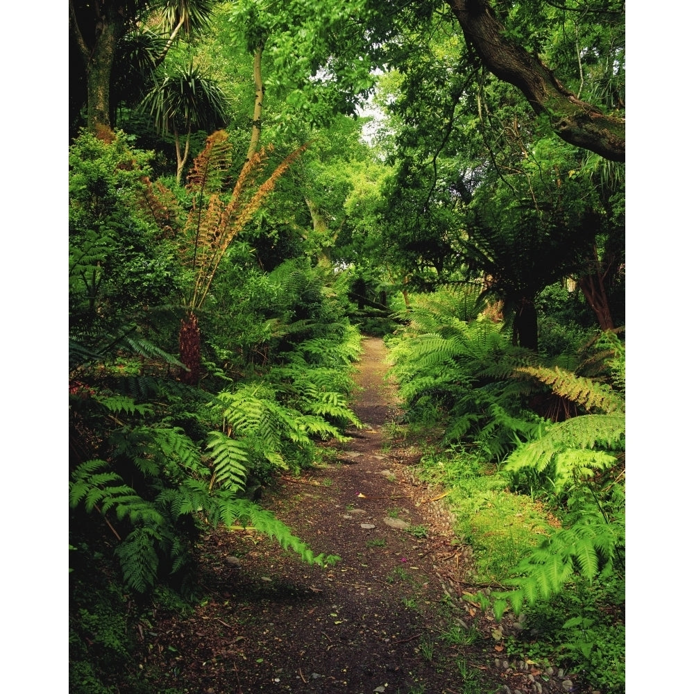 Glanleam Co Kerry Ireland; Pathway Lined By Tree Ferns Poster Print Image 1