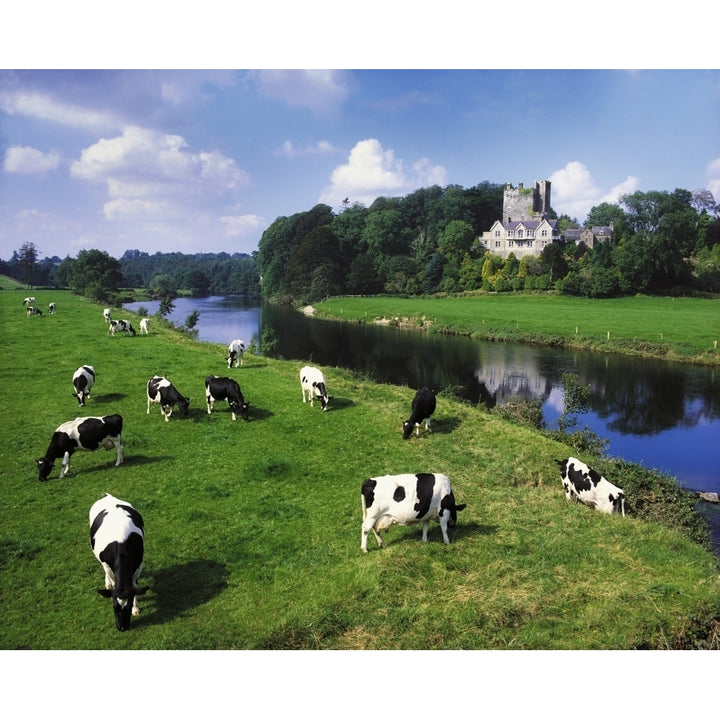 Ballyhooley Co Cork Ireland; Friesian Cattle Poster Print Image 1