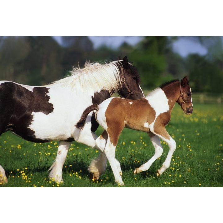 Piebald Mare And Foal Poster Print Image 2