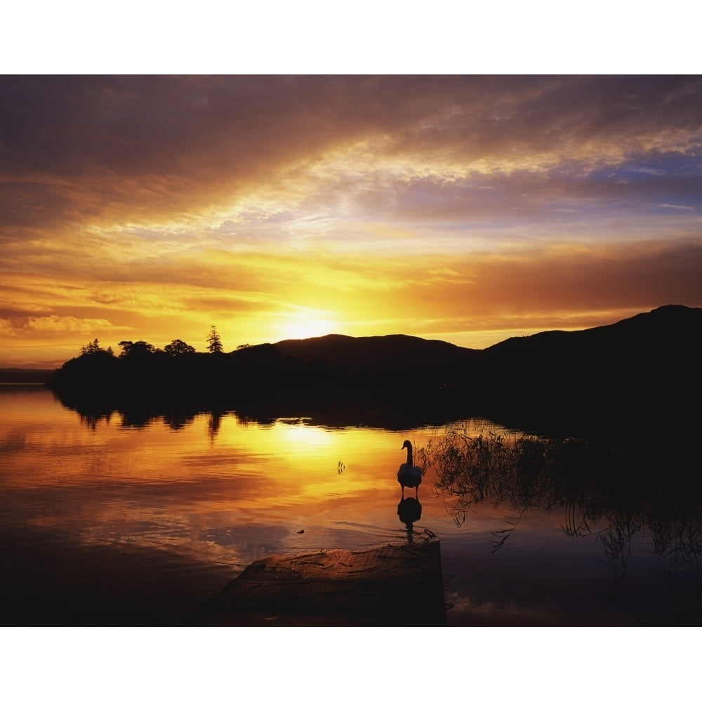 Lough Gill Co Sligo Ireland;Silhouette Of Swan Standing In Lake At Sunset by The Irish Image Collection / Design Pics Image 1