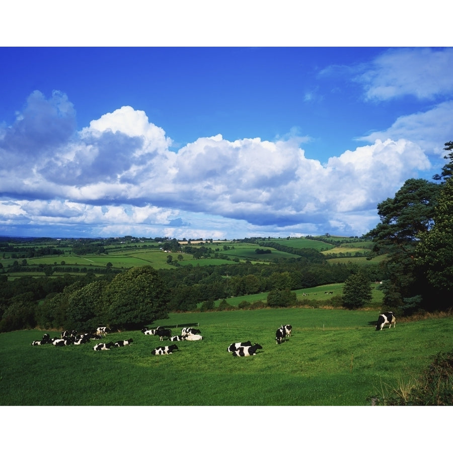 County Tipperary Ireland Dairy Cattle Poster Print by The Irish Image Collection 1809050 Image 1