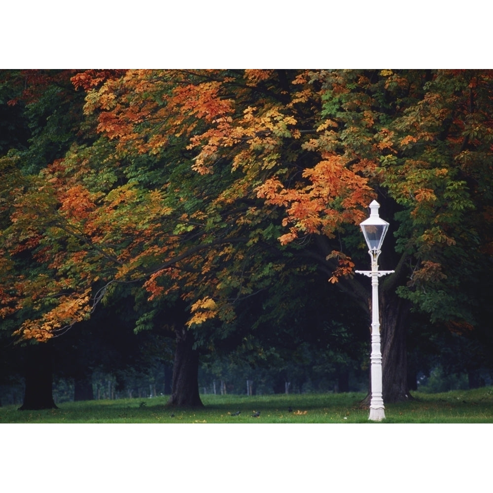 Phoenix Park Dublin Co Dublin Ireland; Lamppost In A Park Poster Print Image 2