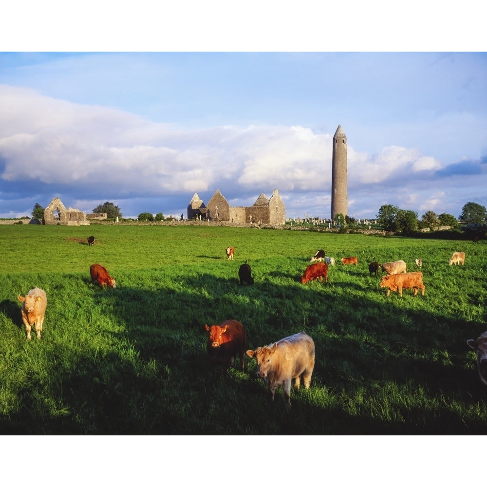 Cattle Grazing On A Countryside Pasture With Old Ruins In Background; Connemara Co Galway Ireland by The Irish Image Image 1